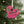 Treble & Bass Clef Holiday Ornament - Custom Music Gift Idea - Metal Christmas Ornament - Personalized Xmas Decoration - Cute Musician Gifts