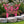 Outdoor Butterfly Metal Yard Stake Sign - Butterfly Yard Decor-Butterfly Lawn Ornament- Butterfly Flower Garden