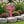 Flower Cross Metal Yard Stake - Christian/Easter Decor-Memorial Gift