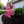 He is Risen Easter Cross Yard Stake-Easter Cross
